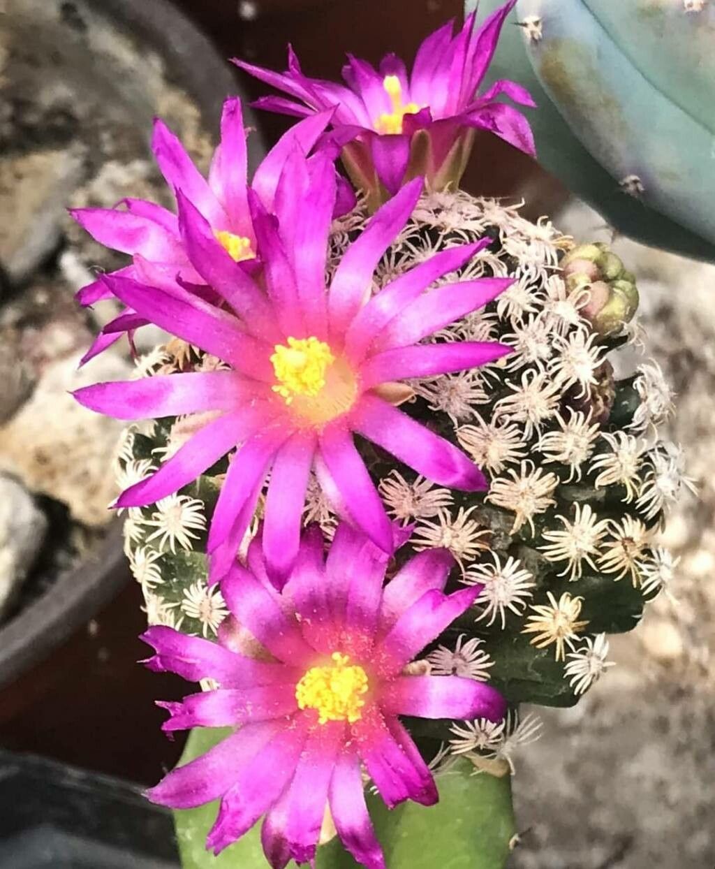 Mammillaria hernandezii leaf