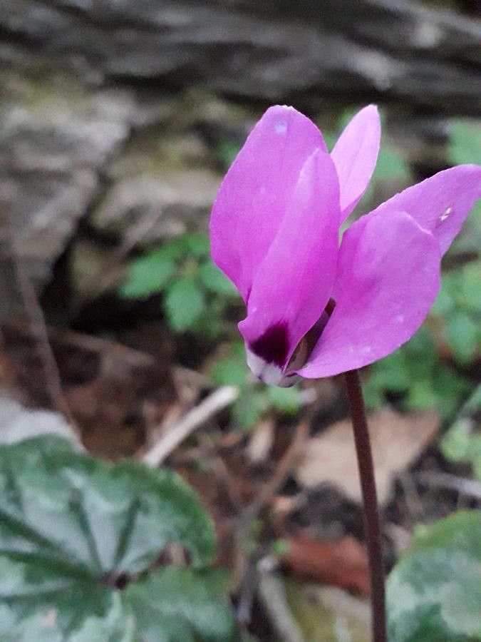 Cyclamen pseudibericum flower