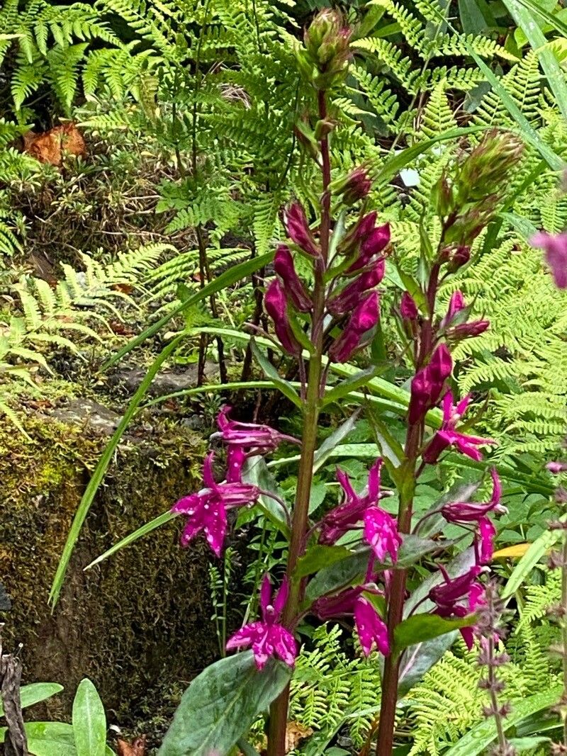 Lobelia × speciosa flower
