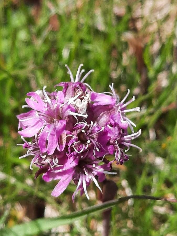 Viscaria alpina flower