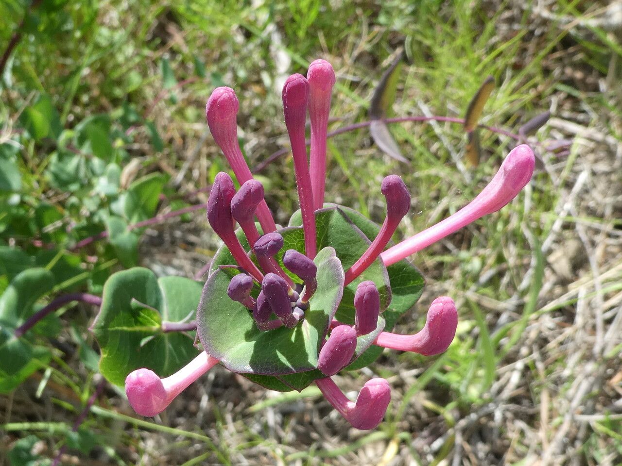 Lonicera implexa flower