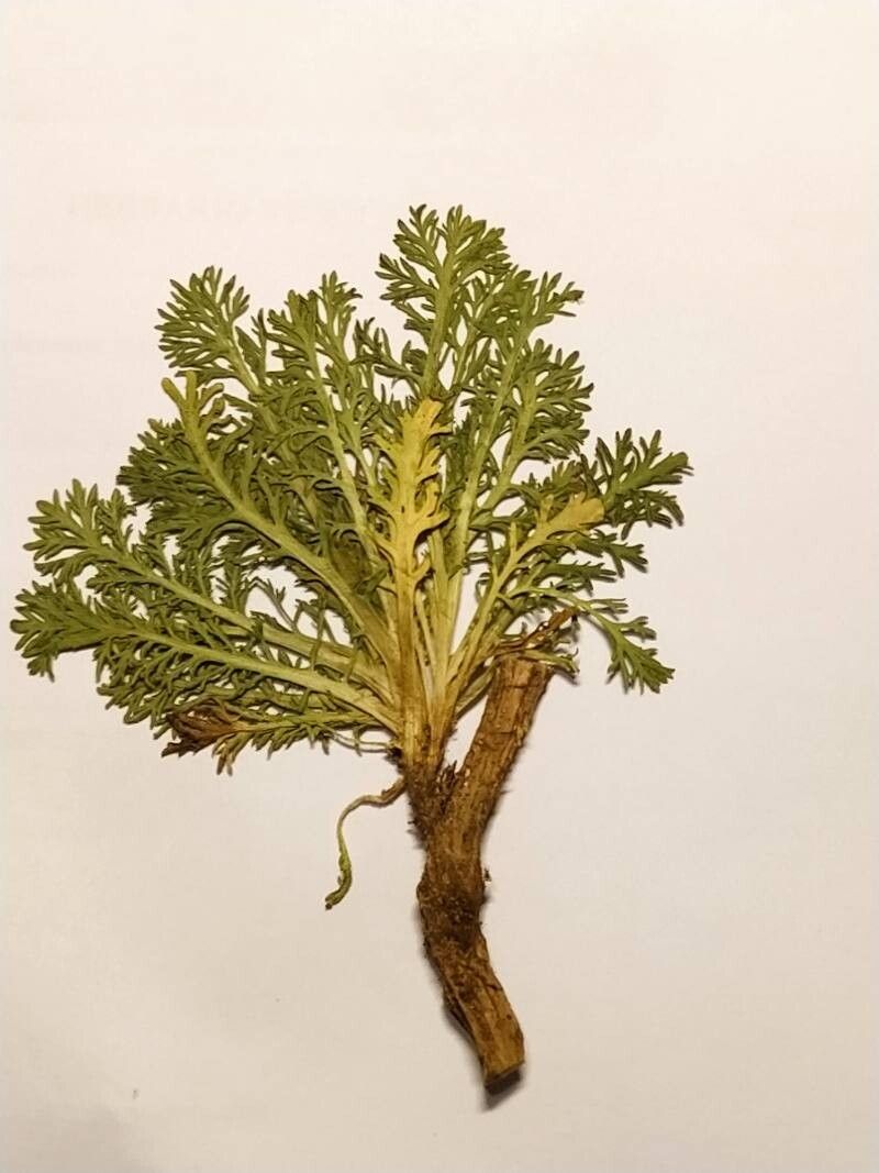 Pycnocomon intermedium — related species from the same genus