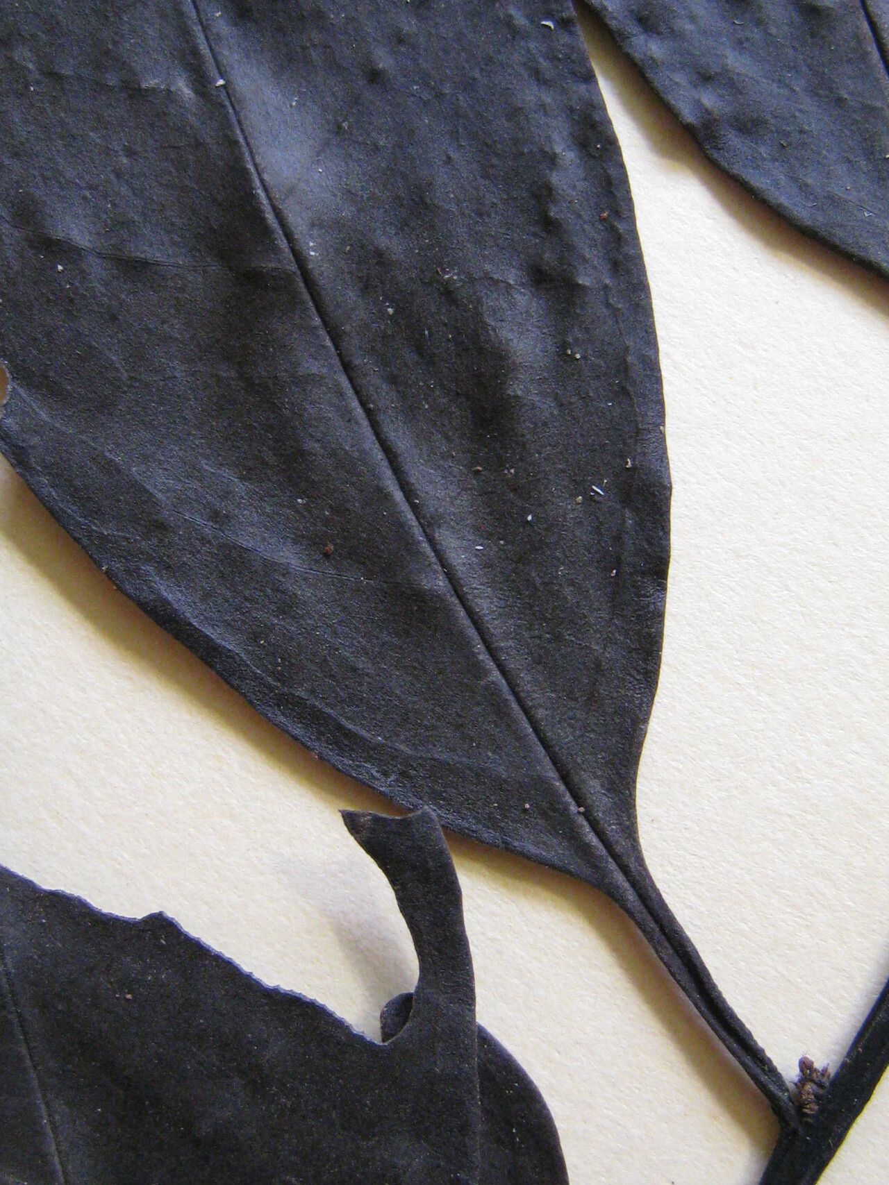 Ilex inundata — search result for 'Ilex'