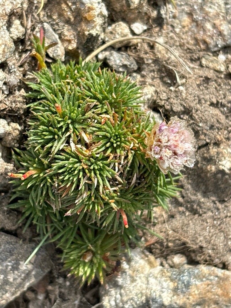 Armeria caespitosa leaf