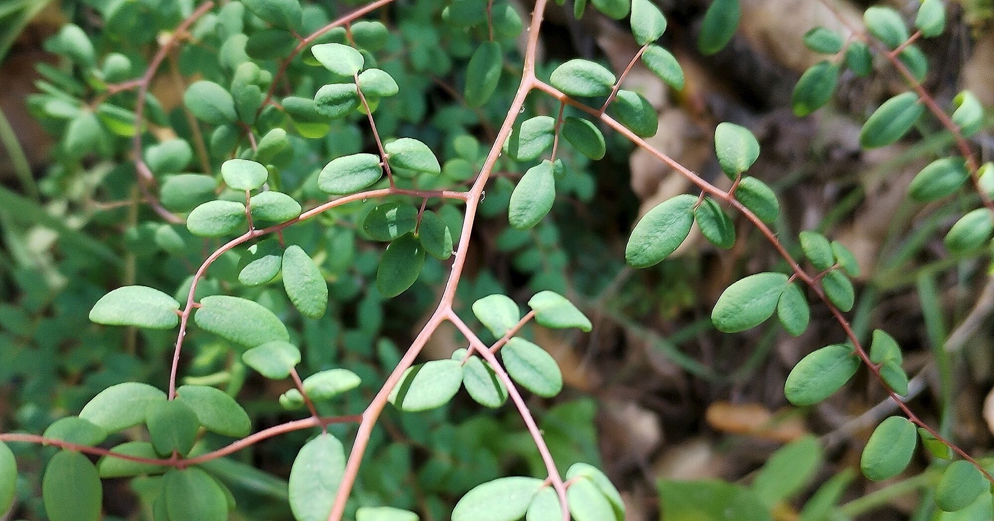 Hemionitis andromedifolia