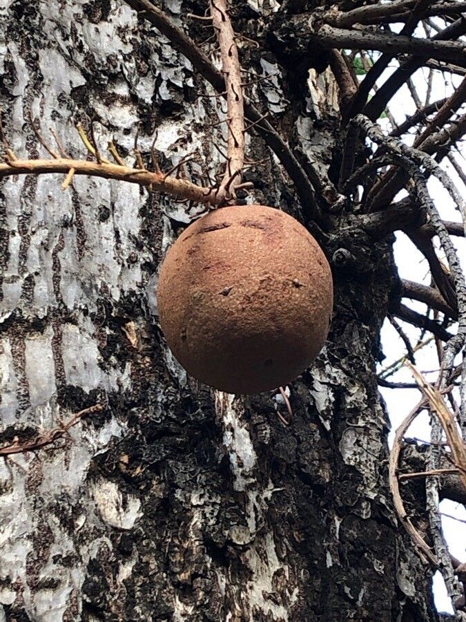 Couroupita guianensis fruit