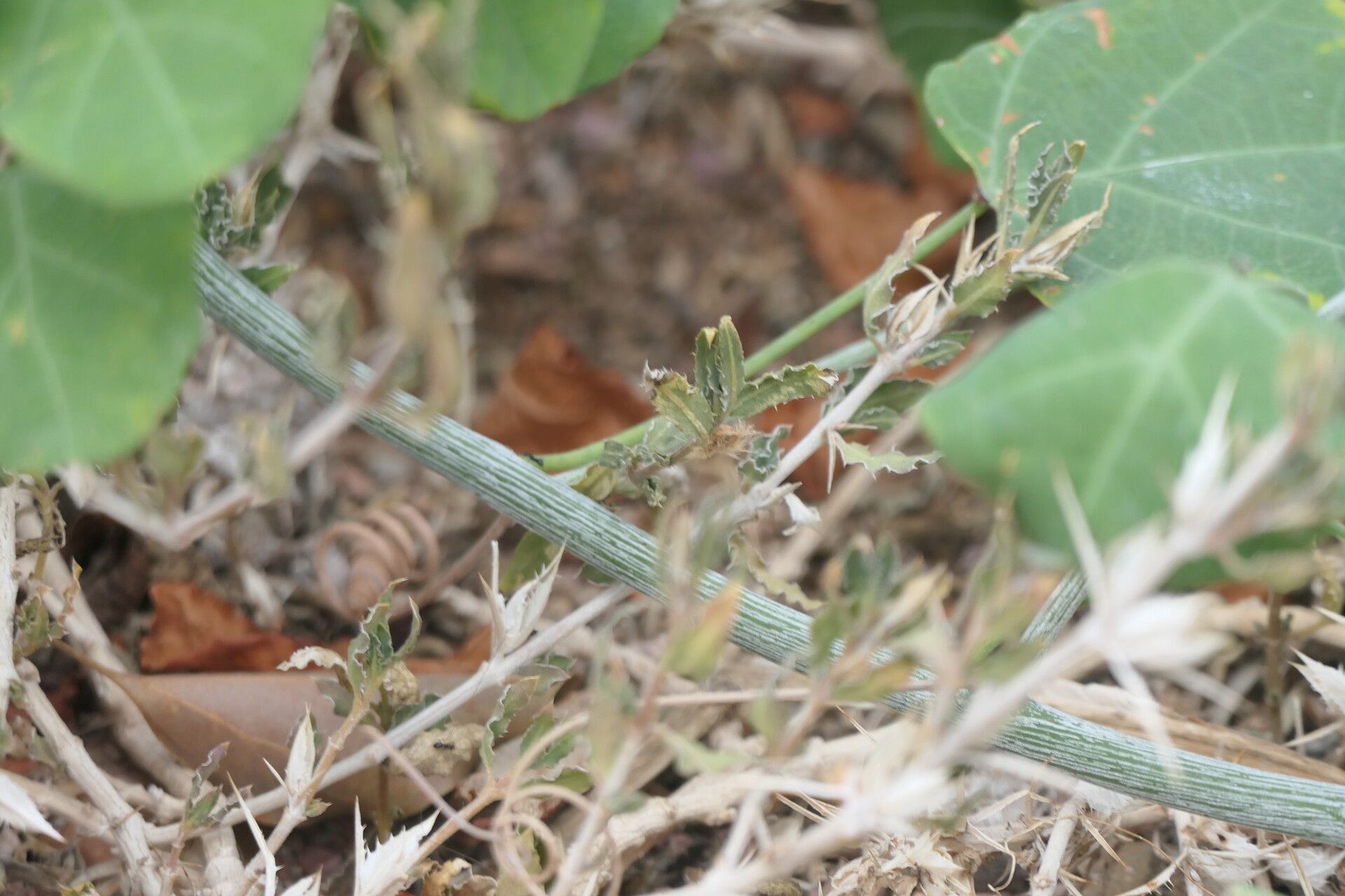 Adenia gummifera bark