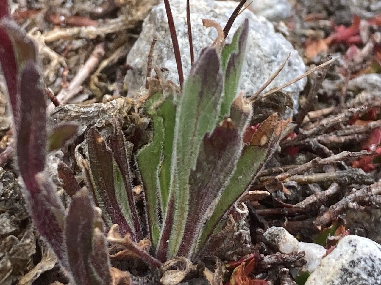 Erigeron ecuadoriensis — search result for 'Erigeron'