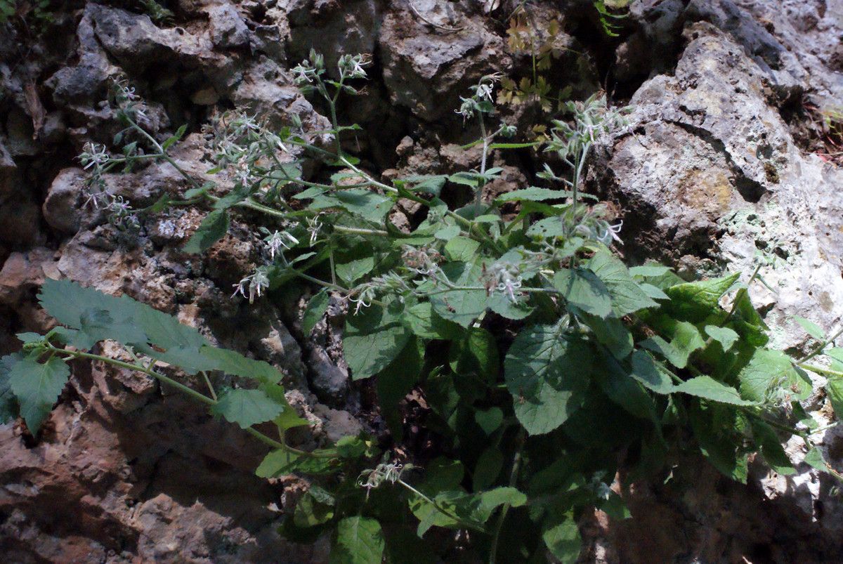 Symphytum creticum habit