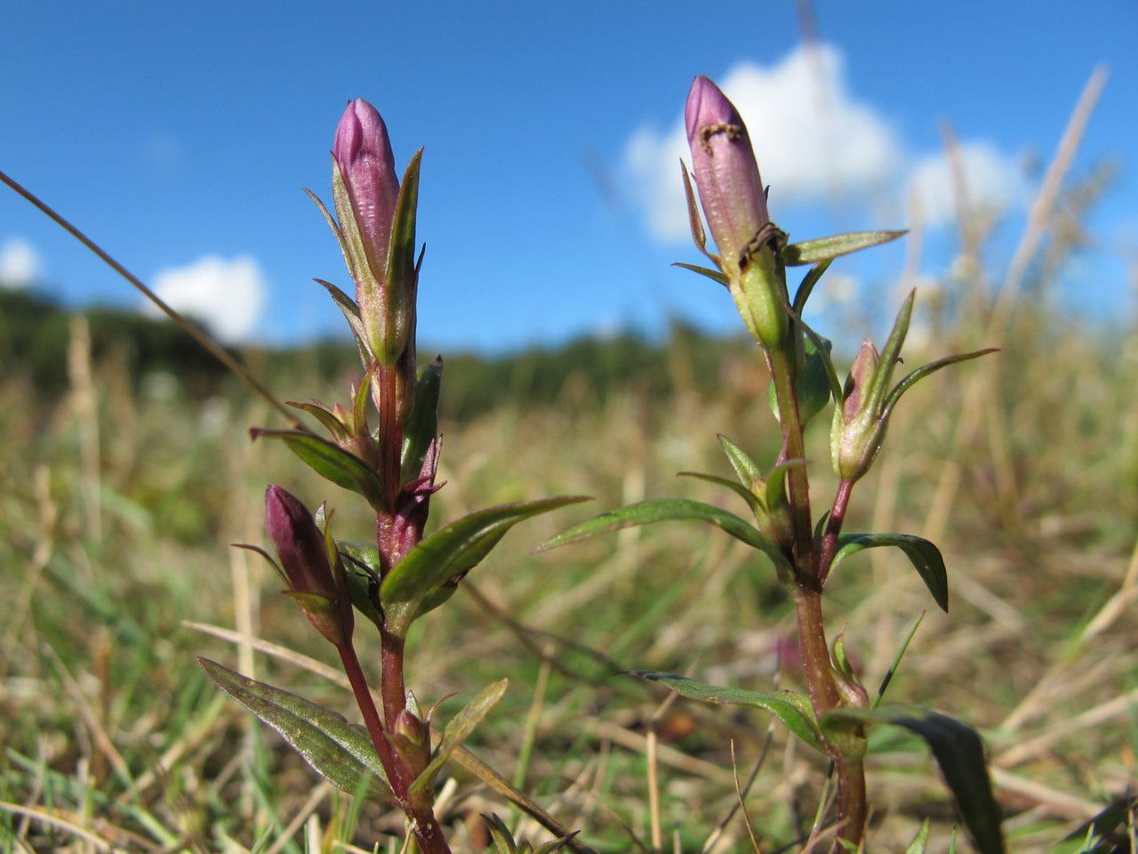Gentianella amarella habit