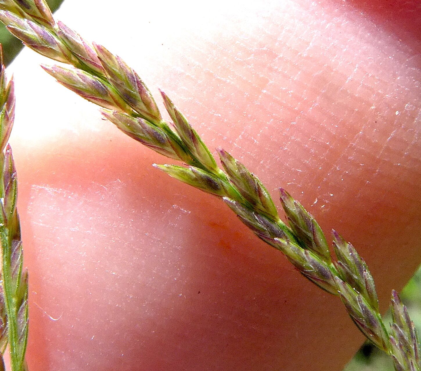 Leptochloa virgata flower