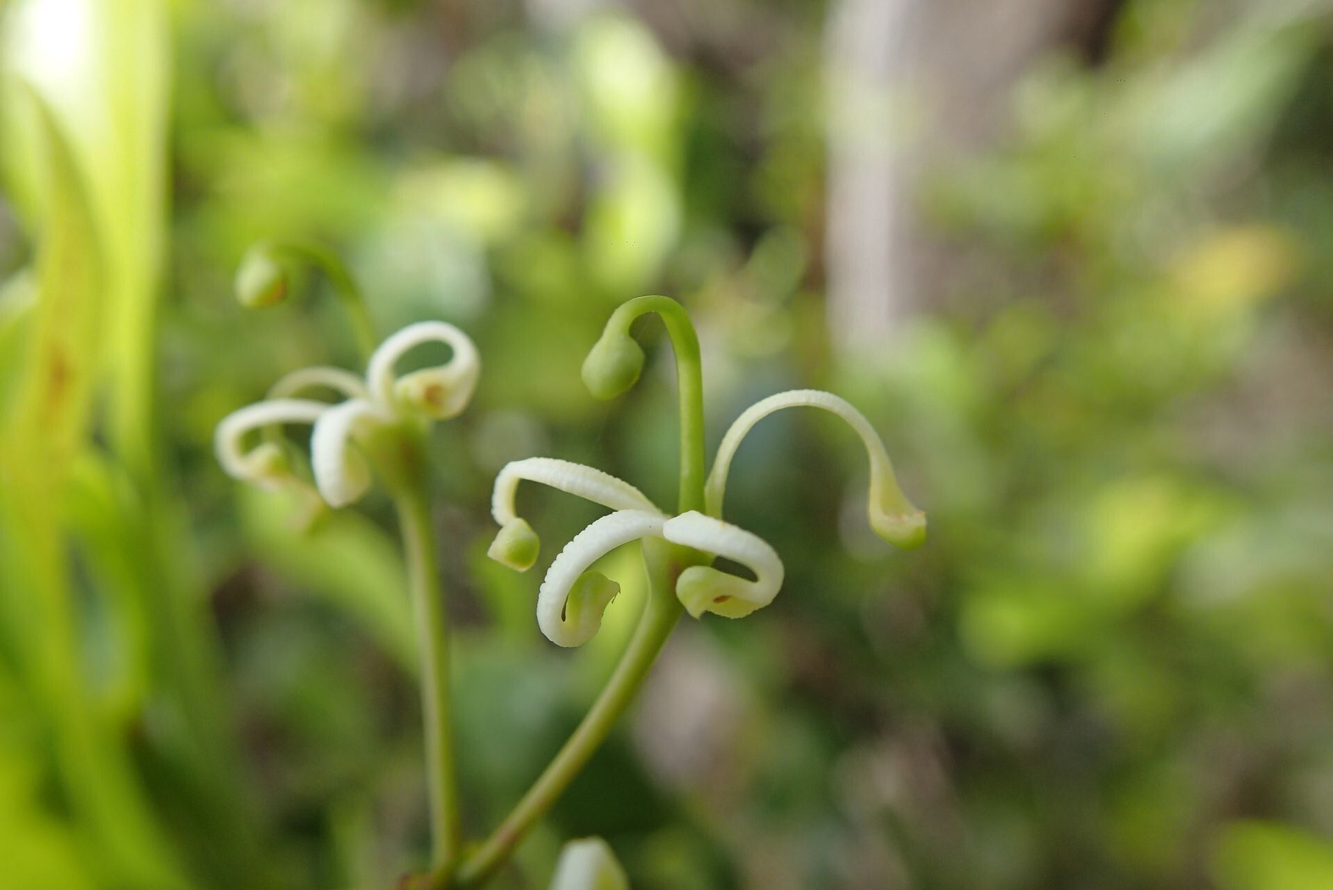 Stenocarpus gracilis flower