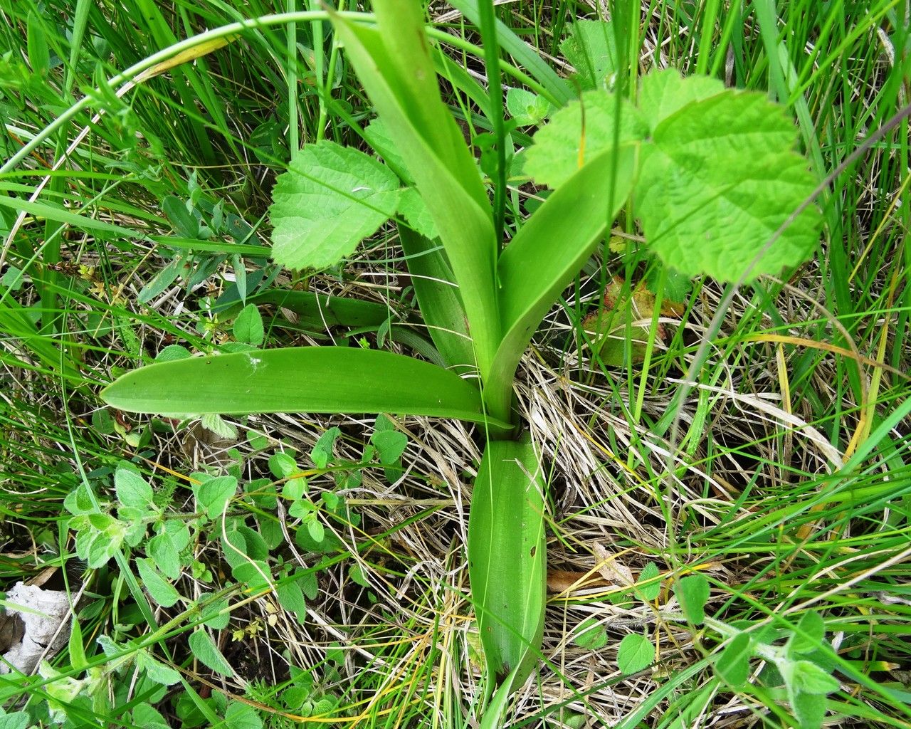 Orchis militaris leaf