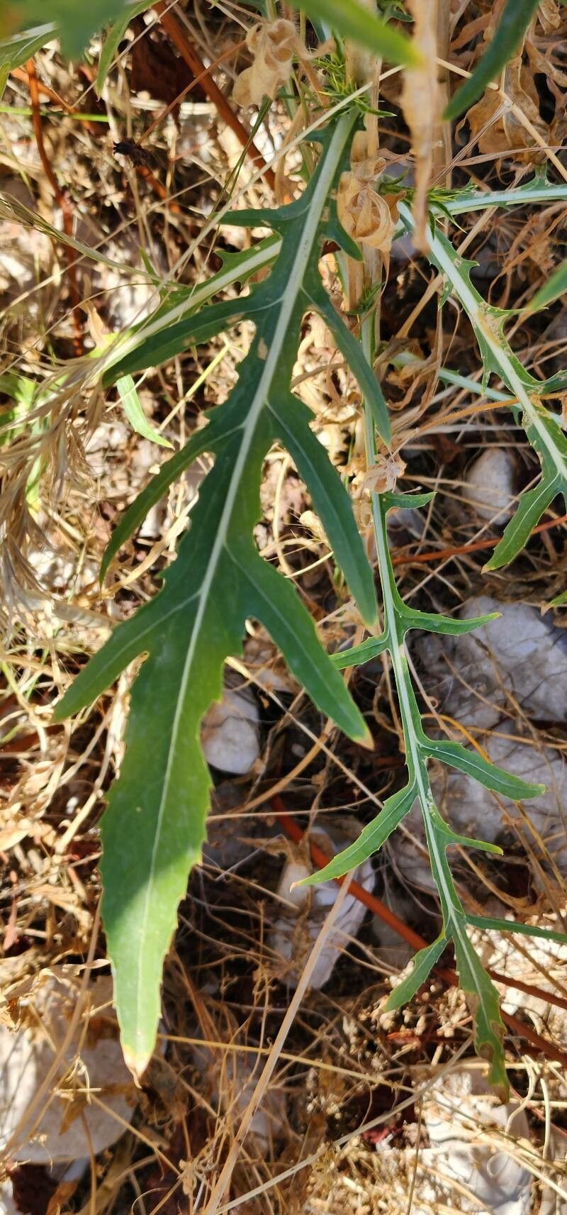 Carthamus oxyacanthus leaf