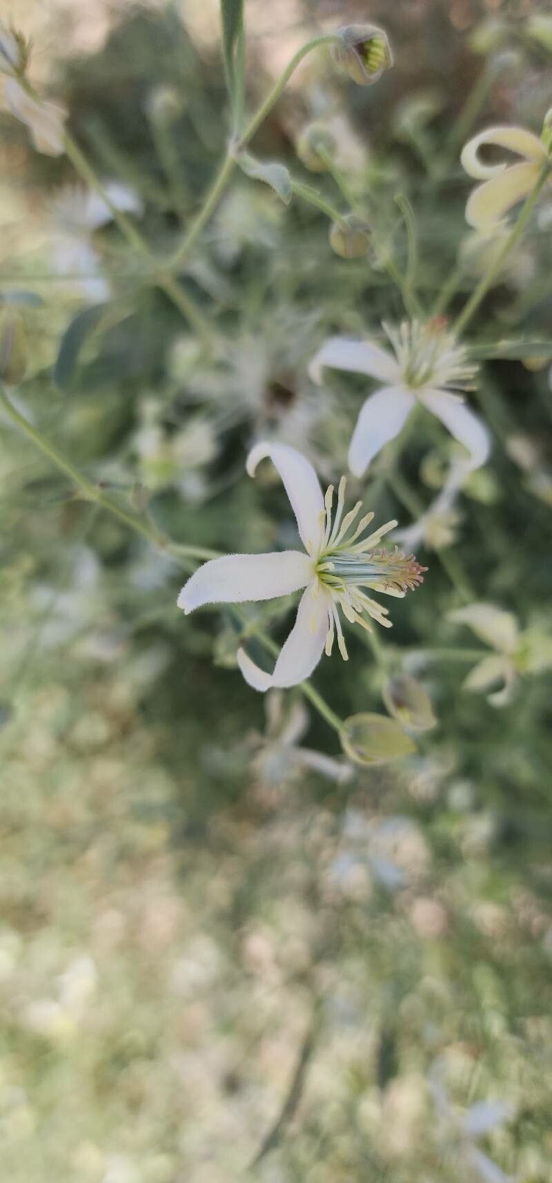 Clematis ispahanica flower