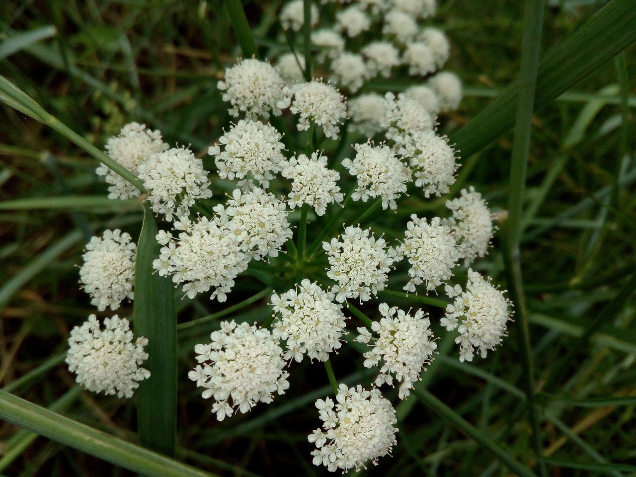 Oenanthe foucaudii flower