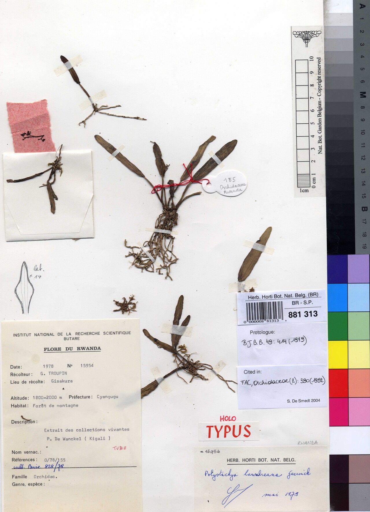 Polystachya lawalreeana — houseplant care guide