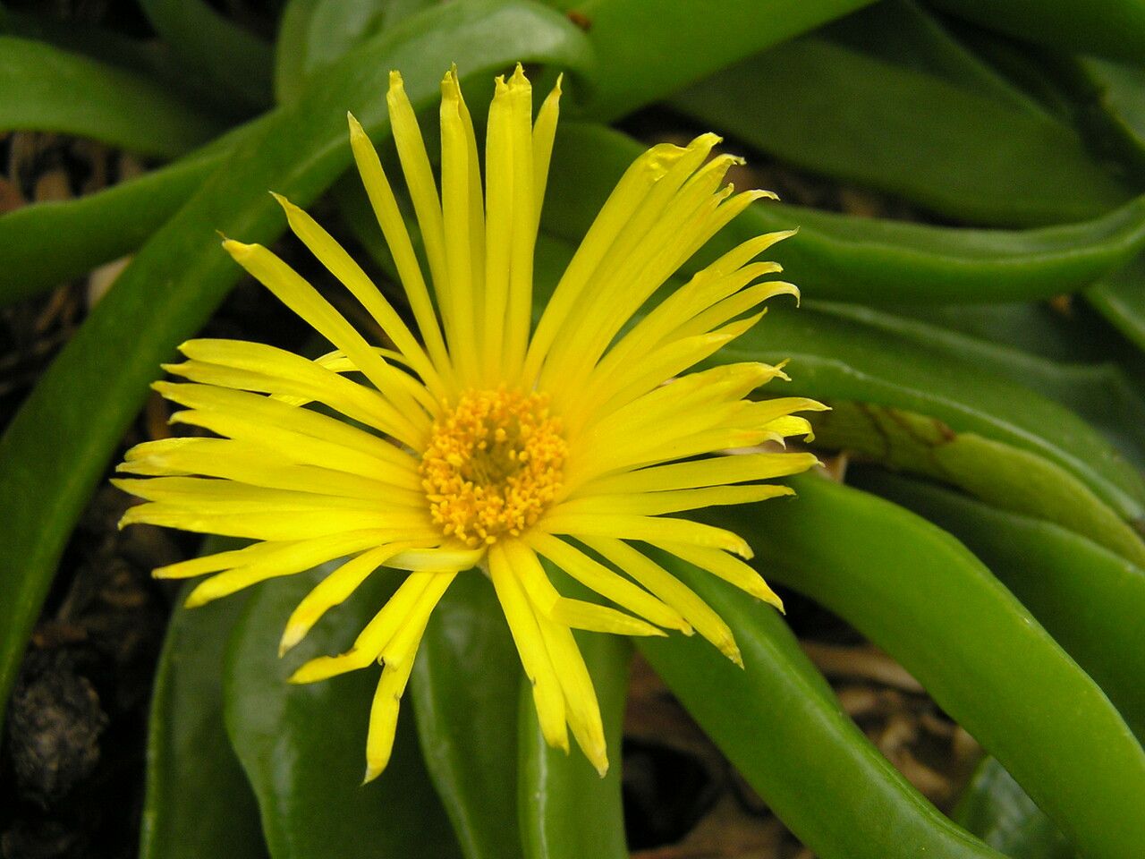 Glottiphyllum longum flower