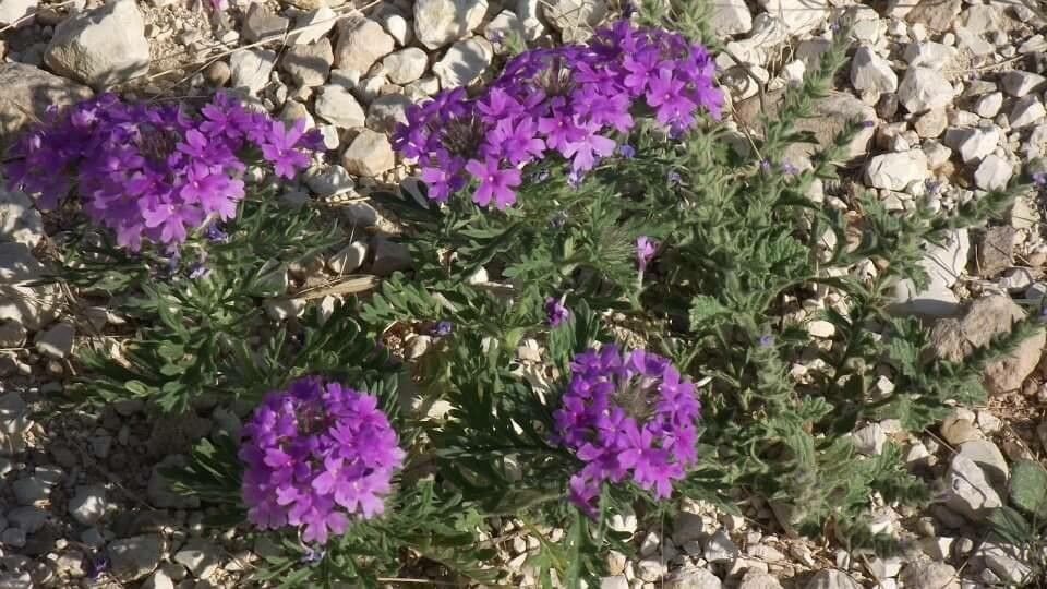 Glandularia bipinnatifida flower