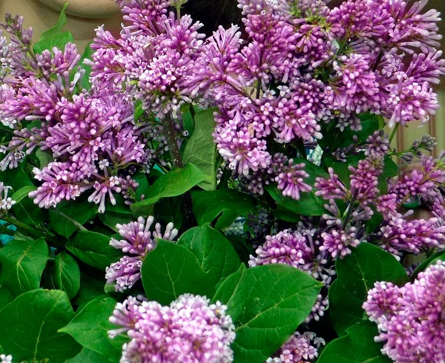 Syringa josikaea flower