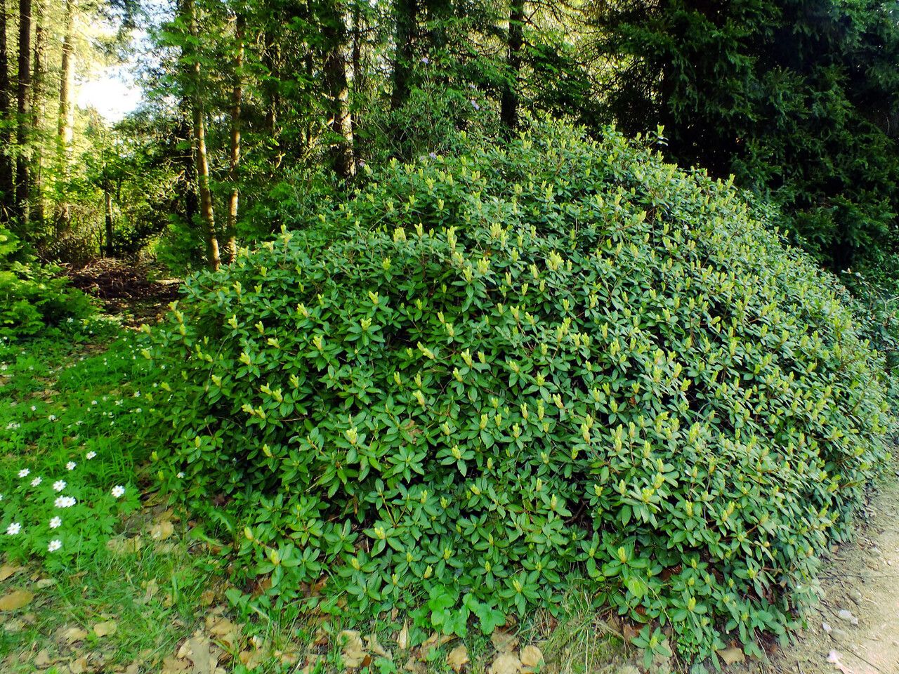 Rhododendron aureum habit