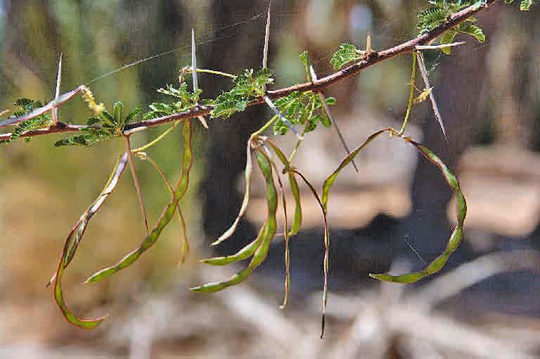 Acacia ehrenbergiana fruit