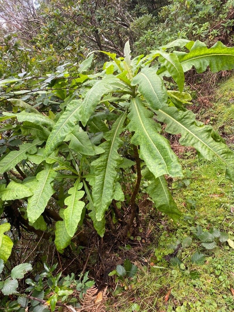 Sonchus fruticosus habit