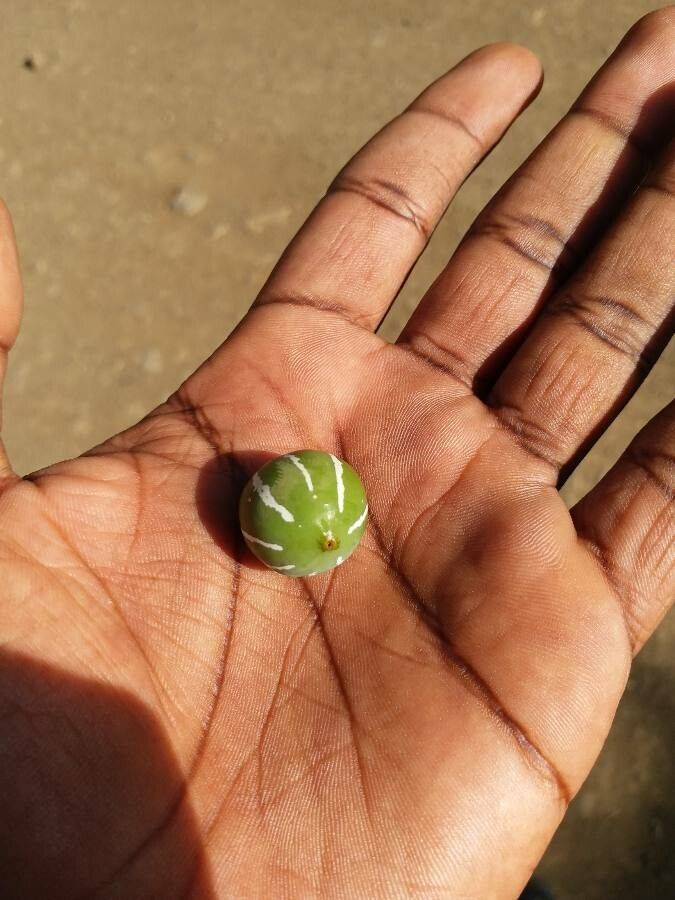 Diplocyclos palmatus habit