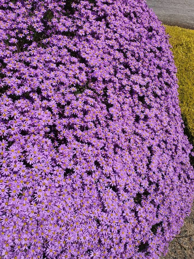 Olearia ciliata — search result for 'Olearia'