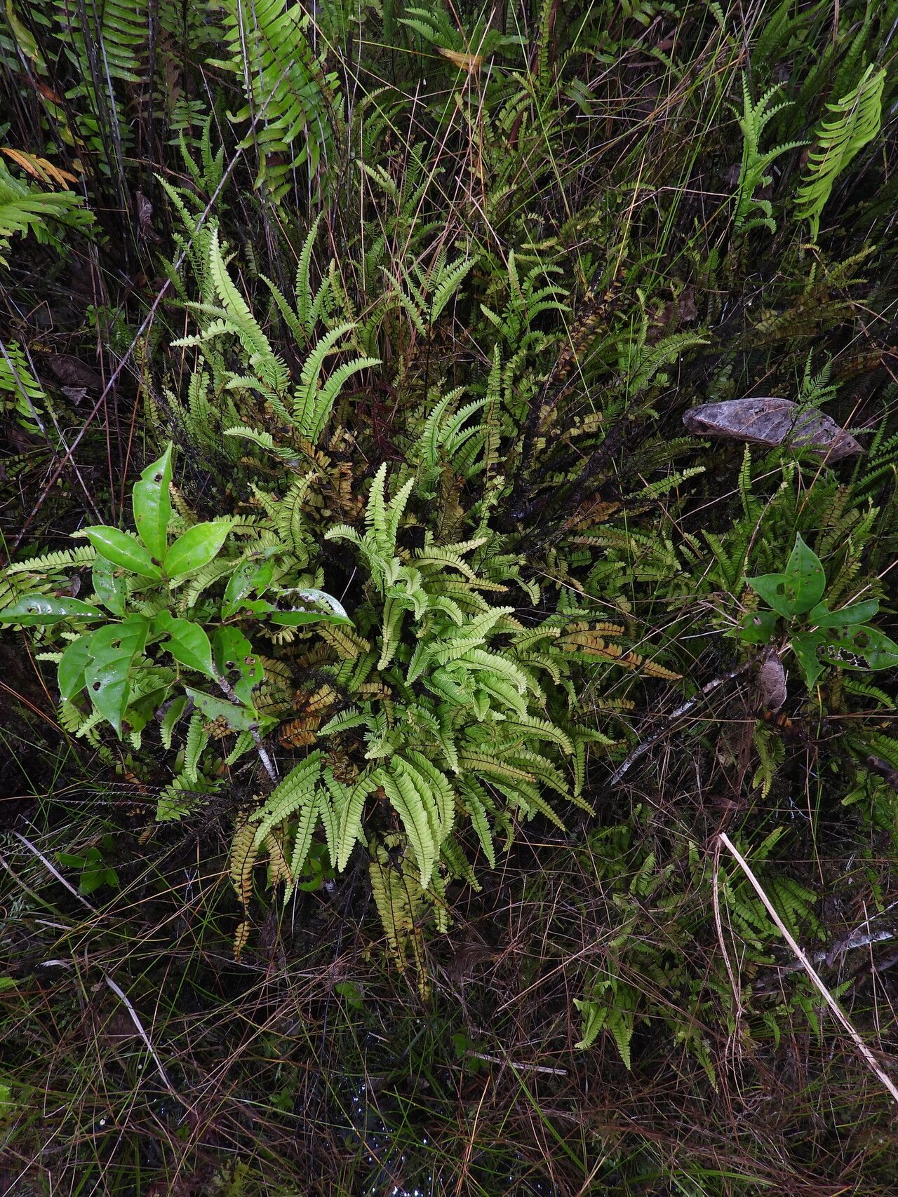 Lindsaea portoricensis habit