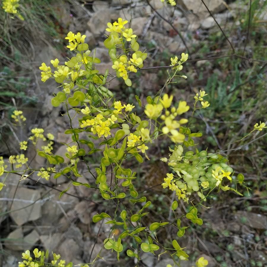 Biscutella coronopifolia flower