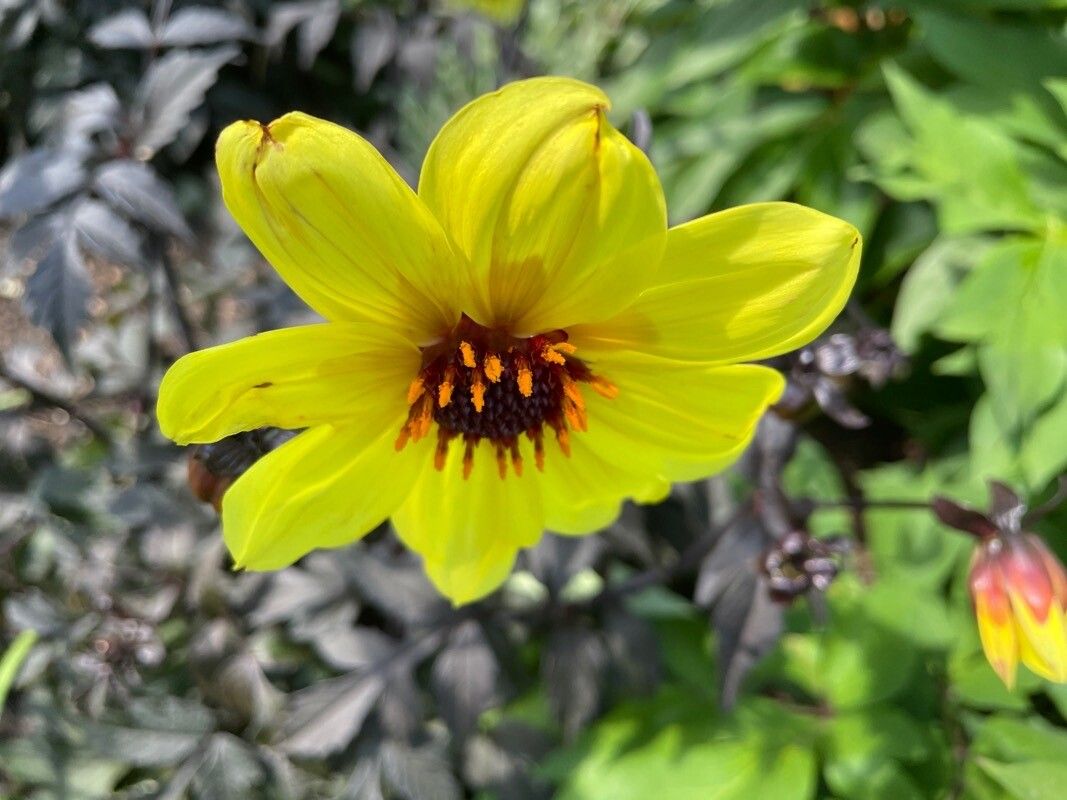 Encelia californica flower