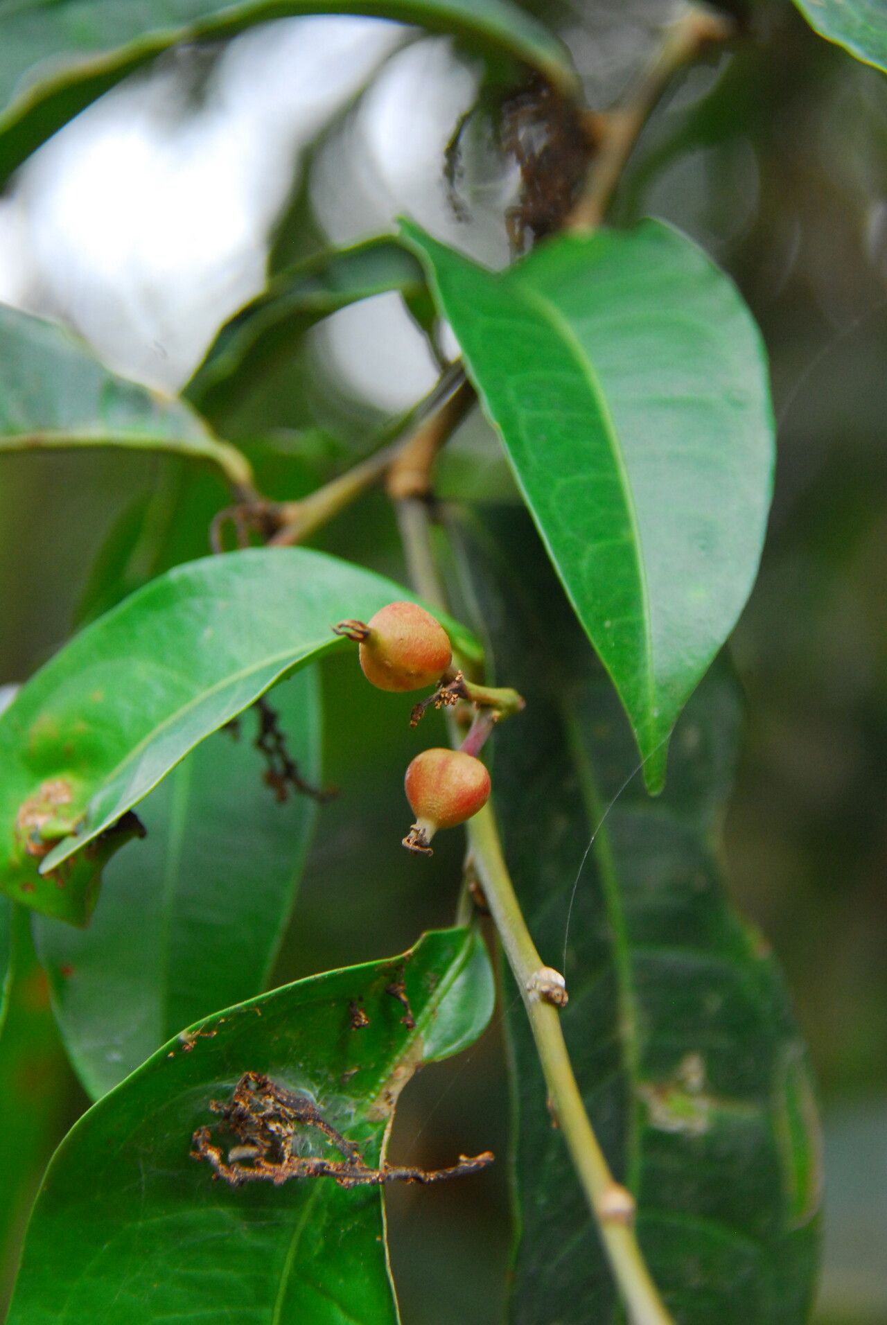 Gymnanthes inopinata fruit