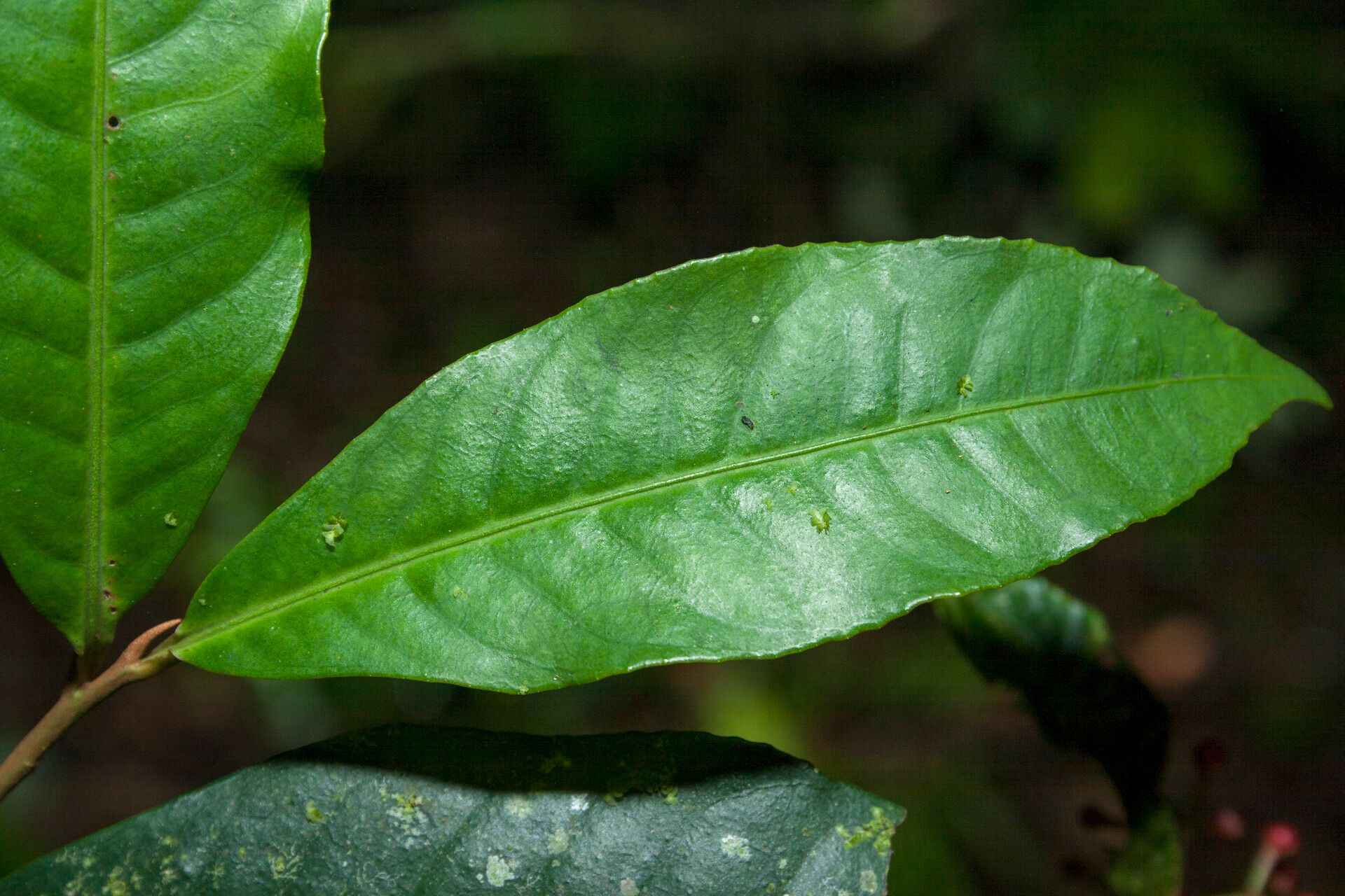 Ardisia guianensis — search result for 'Ardisia'