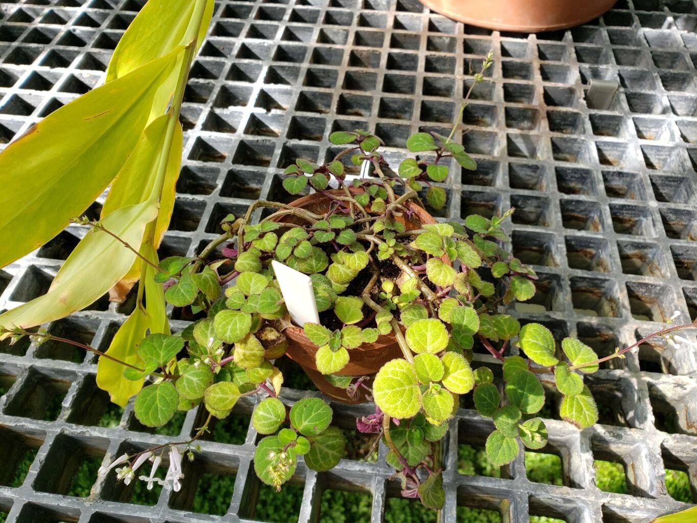 Plectranthus oertendahlii habit