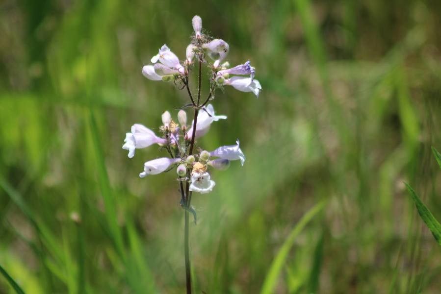 Penstemon canescens flower