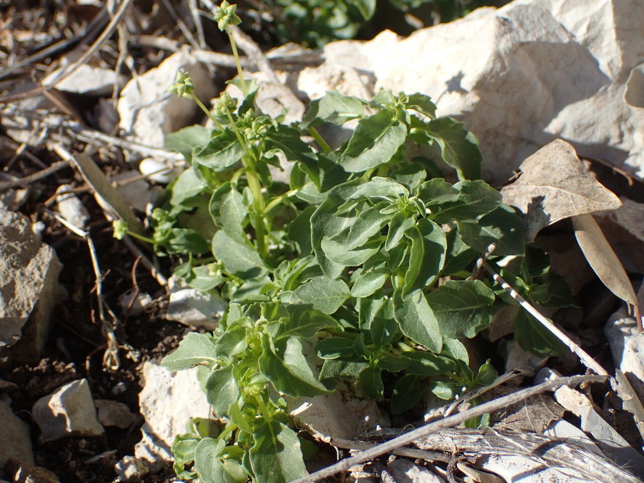 Mercurialis huetii habit