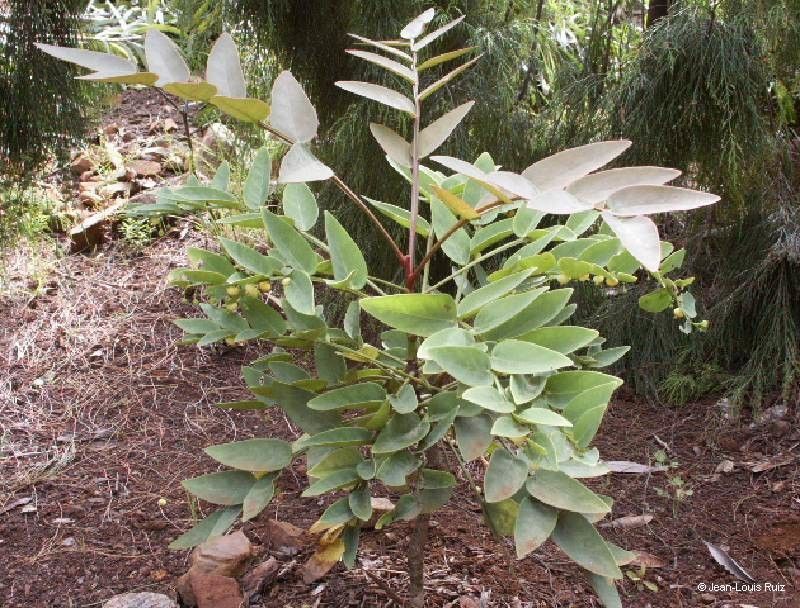 Phyllanthus guillauminii habit