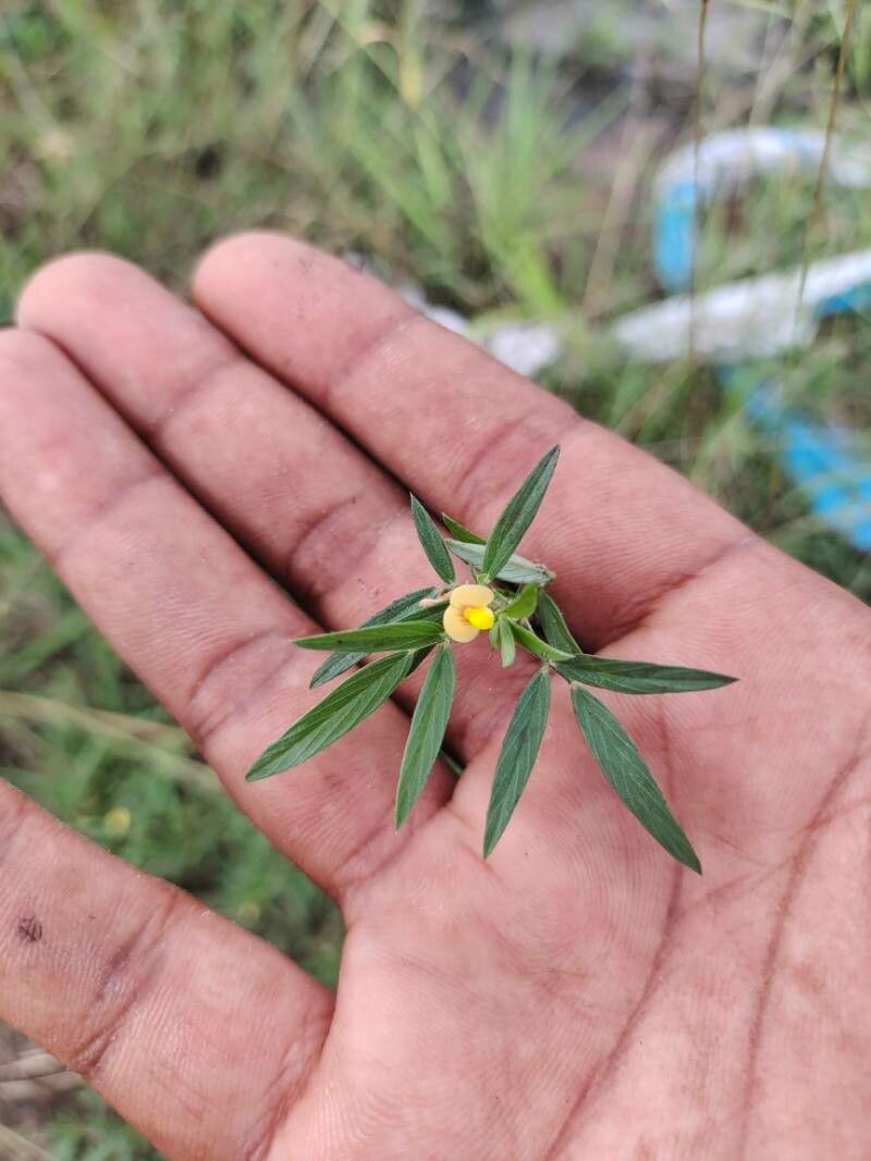 Stylosanthes humilis flower