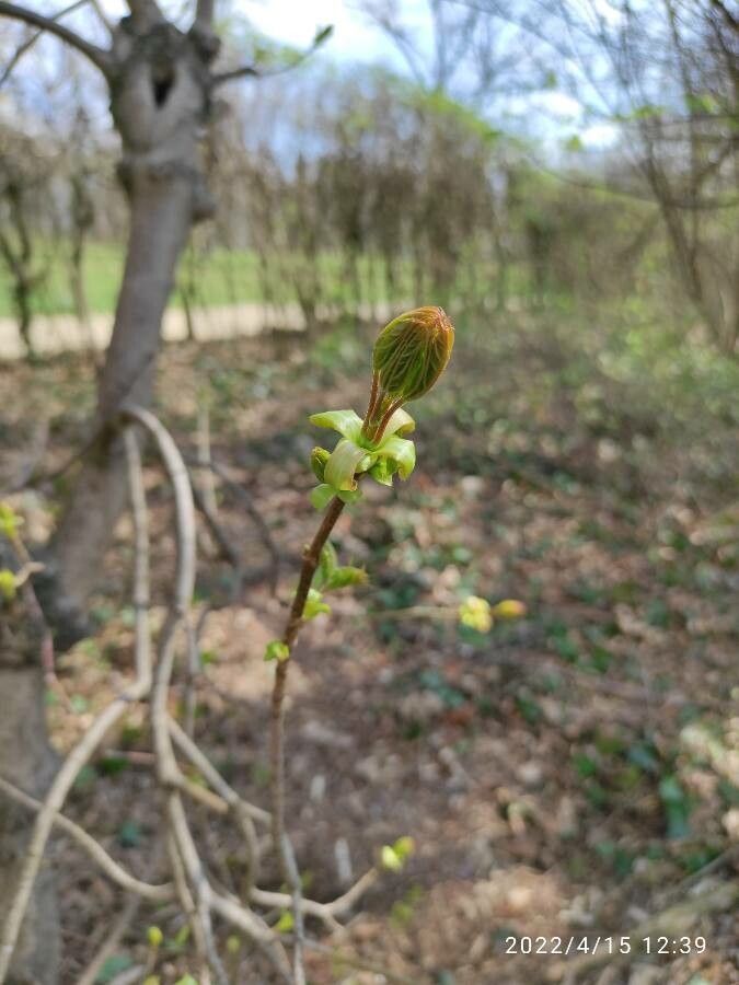 Dirca palustris flower