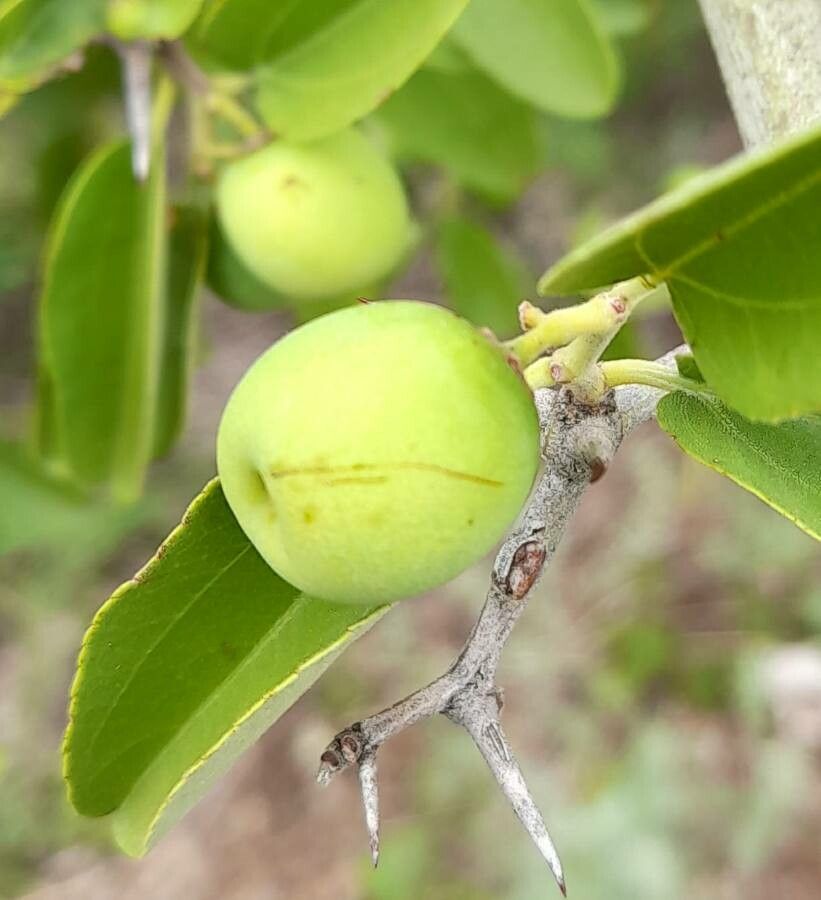 Ziziphus mistol fruit