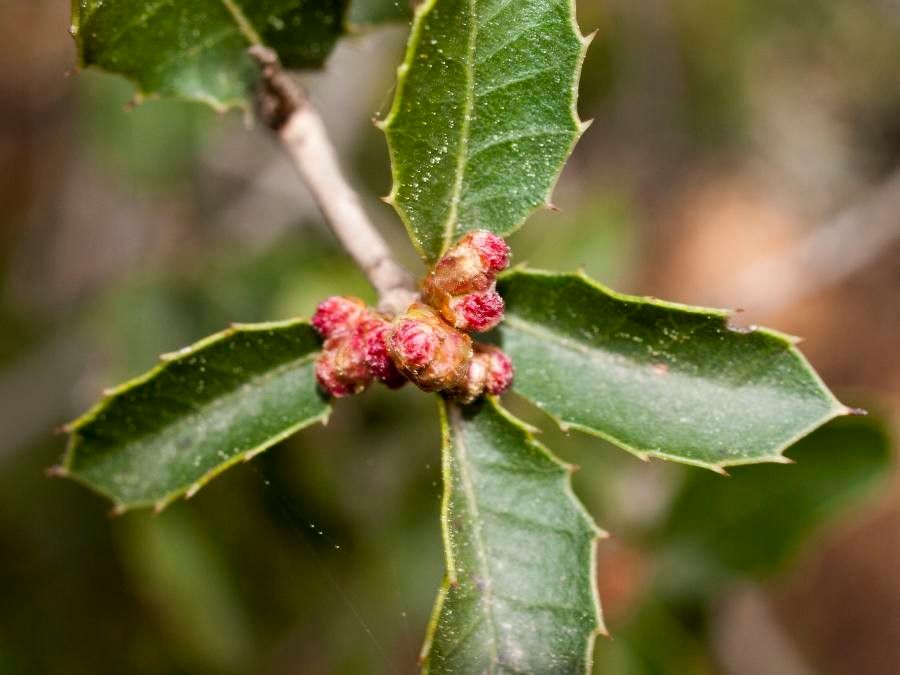 Quercus berberidifolia flower