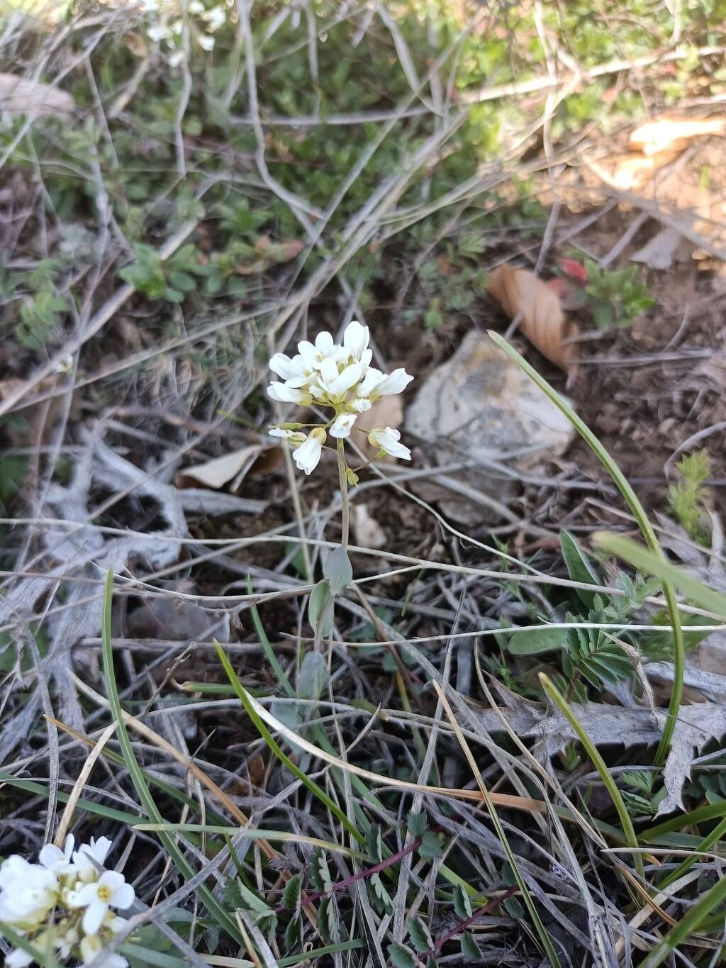 Noccaea kovatsii — search result for 'Noccaea'