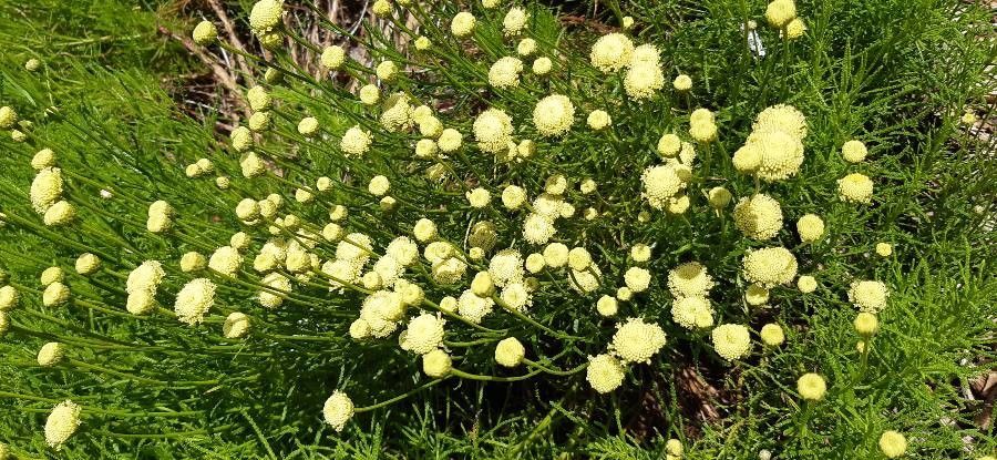 Santolina virens flower