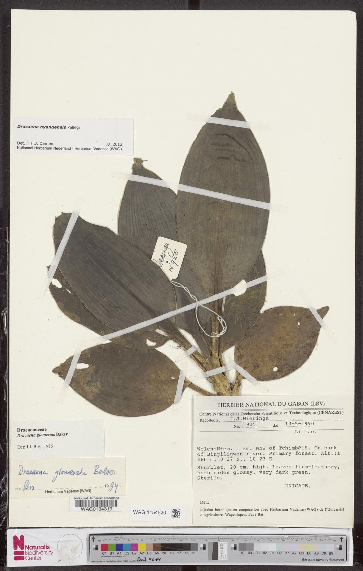 Dracaena nyangensis — search result for 'Dracaena'