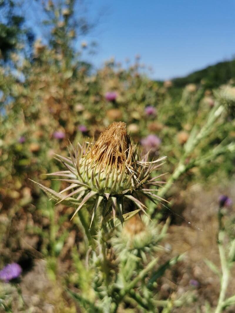 Onopordum tauricum fruit