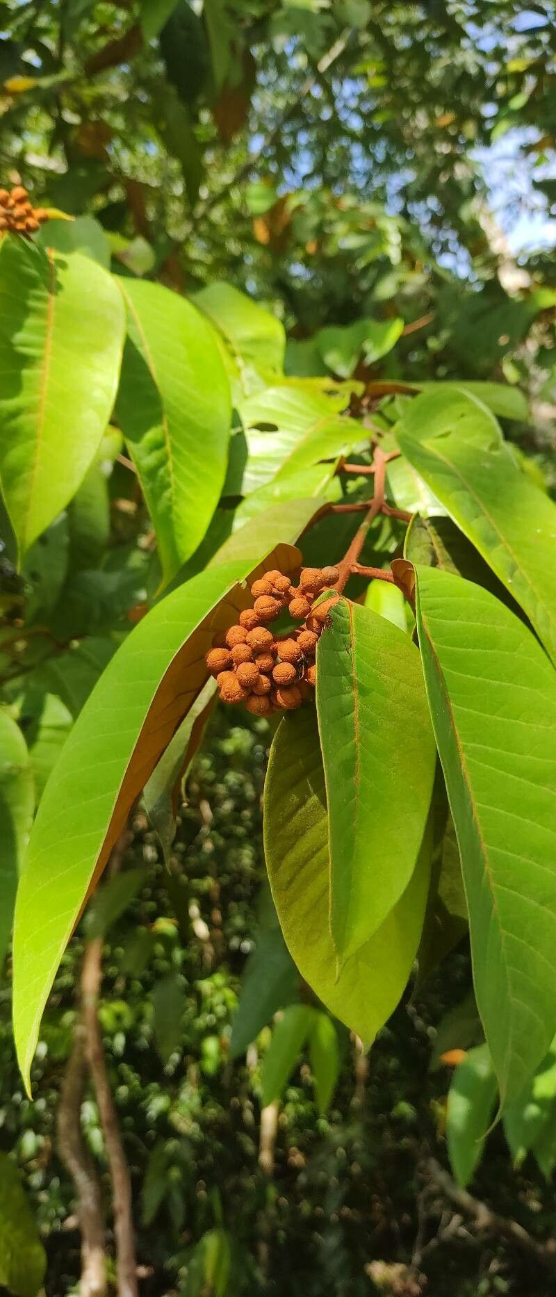 Vismia baccifera flower