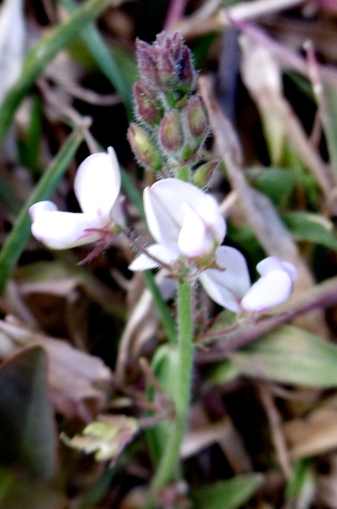 Pleurolobus gangeticus flower