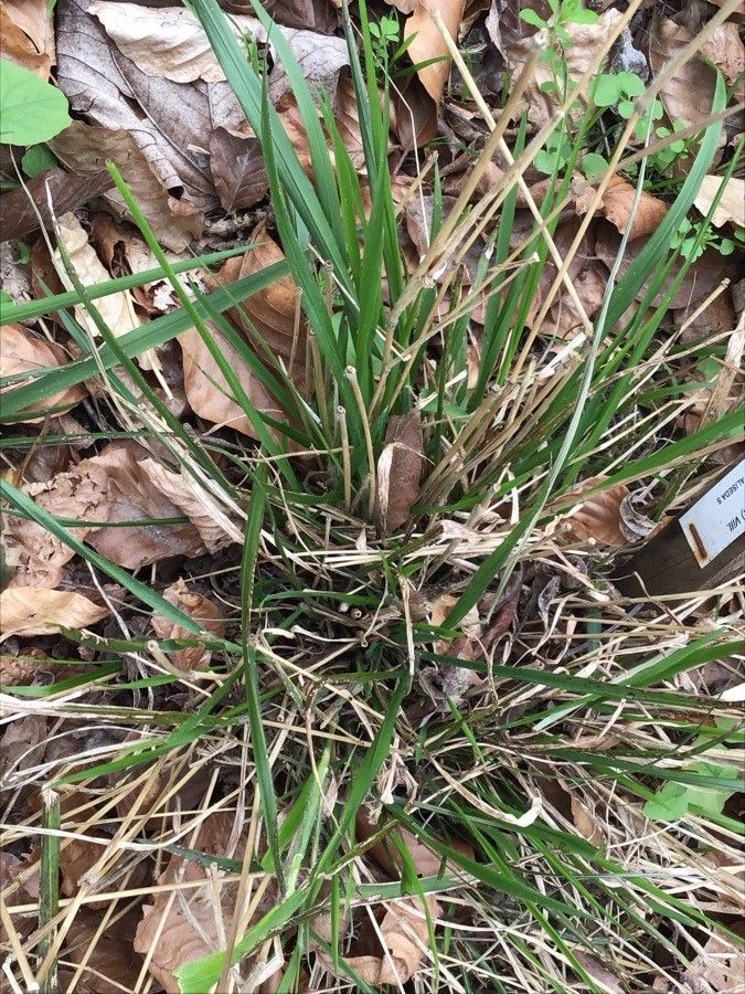 Festuca gigantea leaf