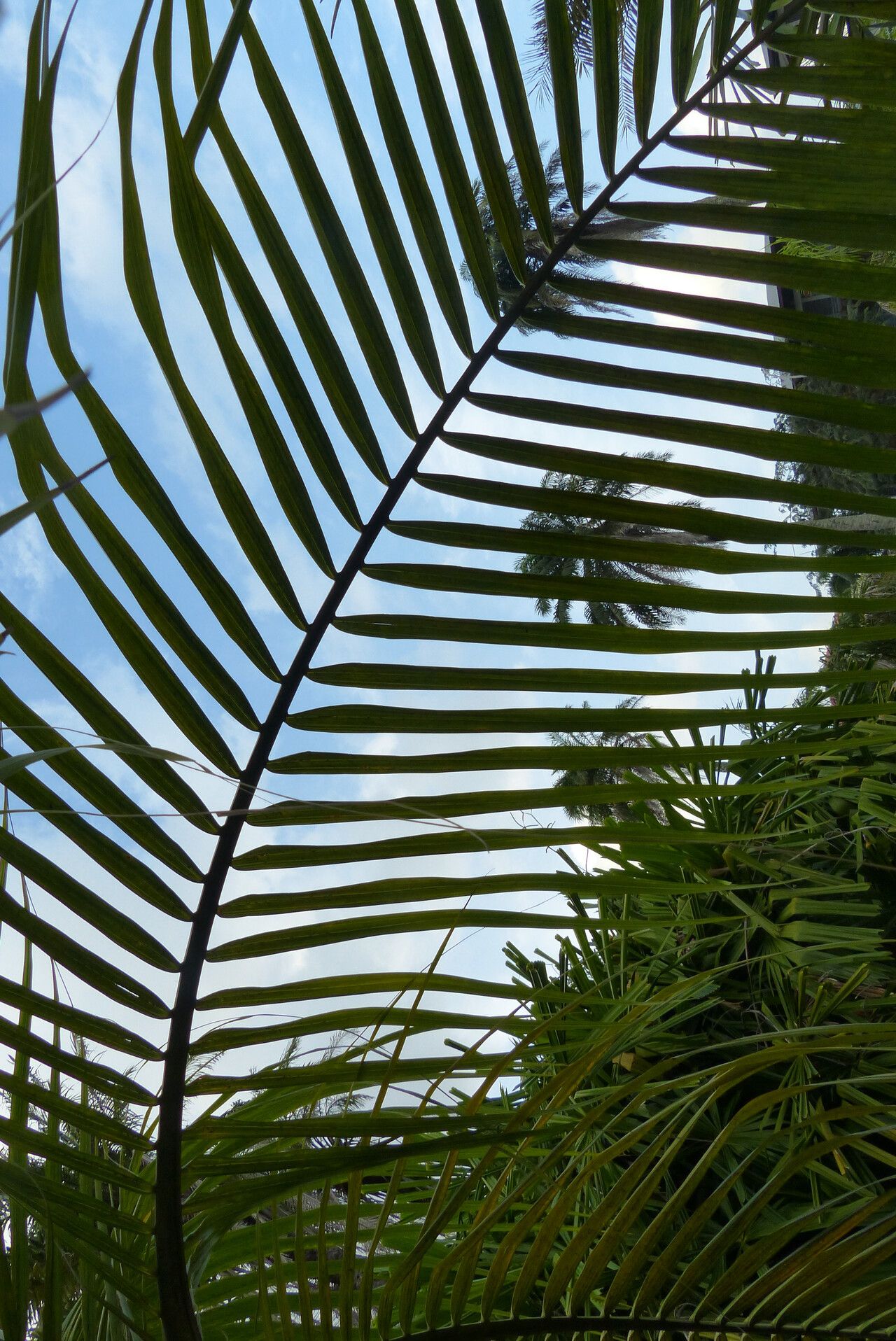 Deckenia nobilis — houseplant care guide